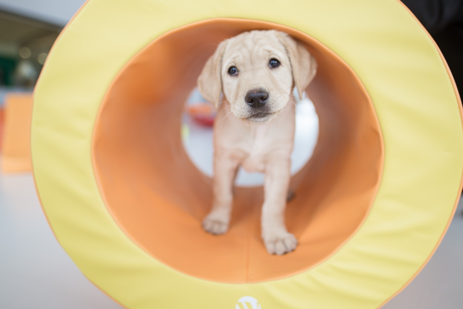 Photo de Association les Chiens Guides d'Aveugles de l'Ouest à BOUCHEMAINE