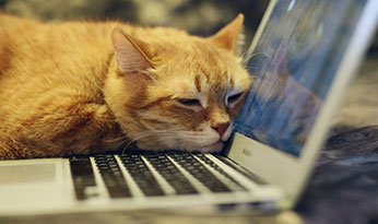 Chat qui dort sur le clavier d'un ordinateur portable
