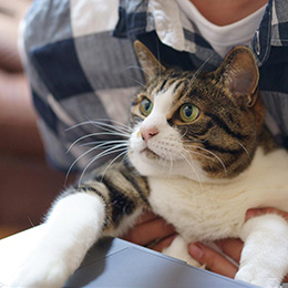 Photo d'un jeune homme travaillant sur un ordinateur avec un chat sur les genoux