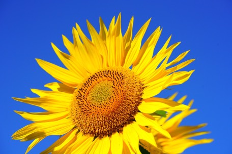 Photo d'un tournesol